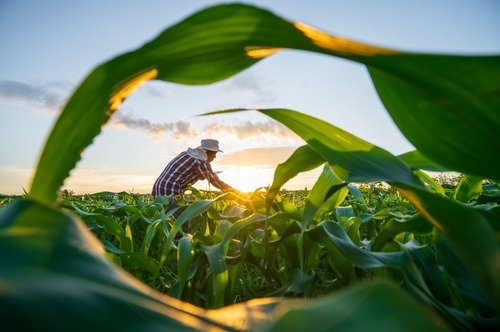 Global Farmland and Water Grab Poses Significant Risks